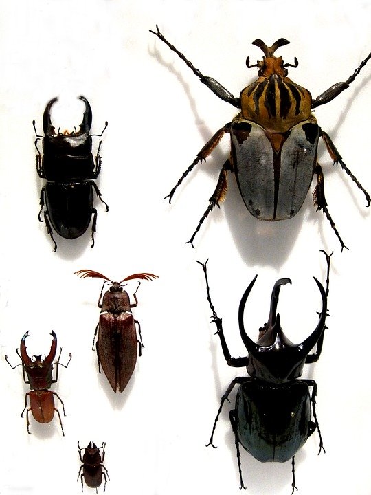 Detail Gambar Kumbang Hitam Nomer 8