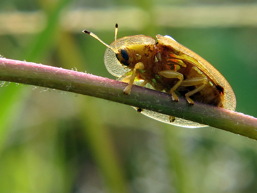 Detail Gambar Kumbang Kura Kura Nomer 24
