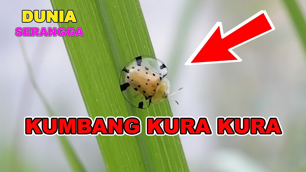 Detail Gambar Kumbang Kura Kura Nomer 42