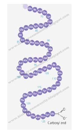 Detail Contoh Protein Struktural Nomer 11