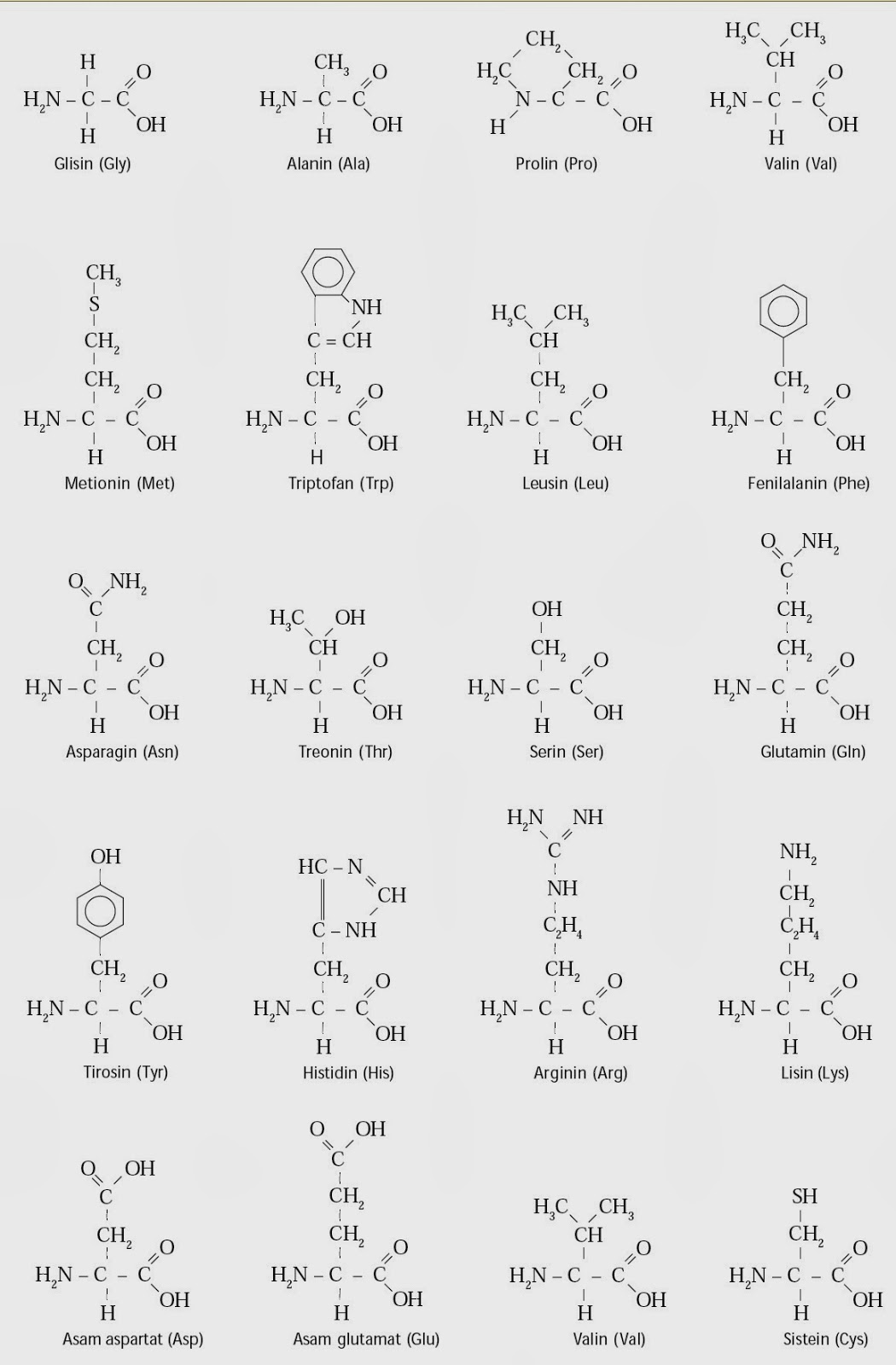 Detail Contoh Protein Struktural Nomer 13