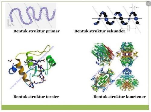 Detail Contoh Protein Struktural Nomer 17