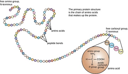 Detail Contoh Protein Struktural Nomer 25