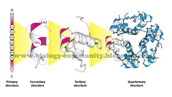 Detail Contoh Protein Struktural Nomer 38