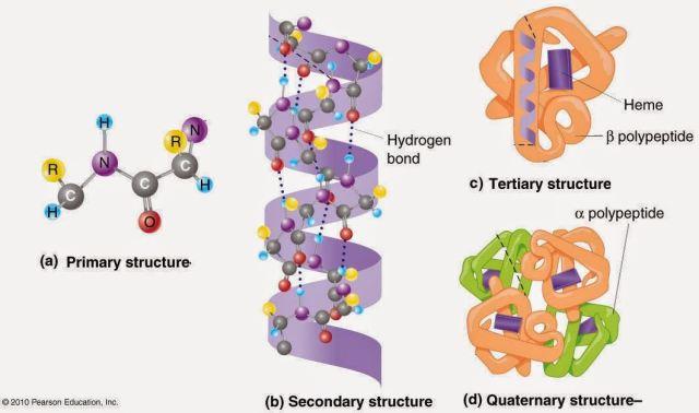 Detail Contoh Protein Struktural Nomer 7