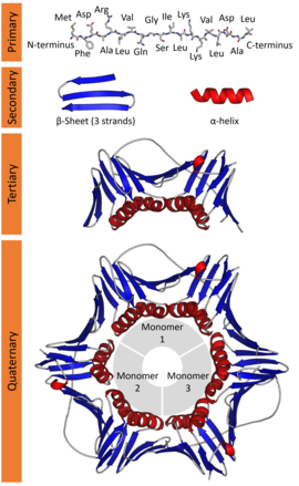 Detail Contoh Protein Struktural Nomer 8