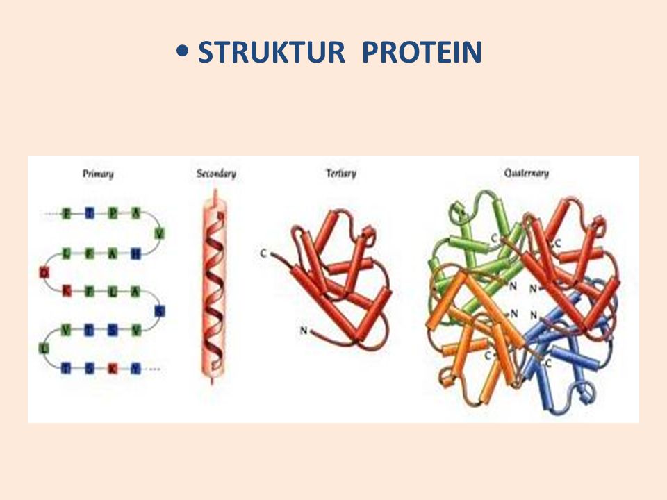 Detail Contoh Protein Struktural Nomer 9