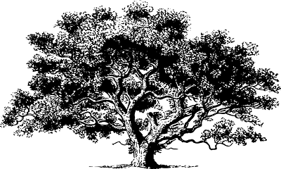 Detail Contoh Psikotes Gambar Pohon Nomer 51