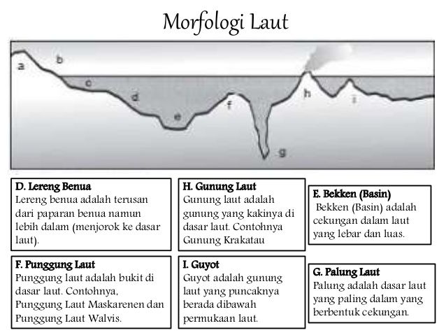 Detail Contoh Punggung Laut Nomer 31