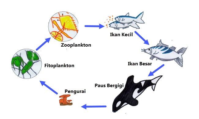 Detail Contoh Rantai Makanan Di Sungai Nomer 19