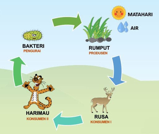 Detail Contoh Rantai Makanan Di Sungai Nomer 40