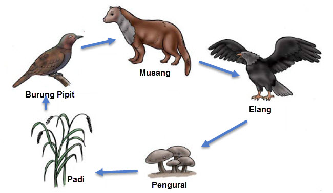 Detail Contoh Rantai Makanan Pada Ekosistem Hutan Nomer 10