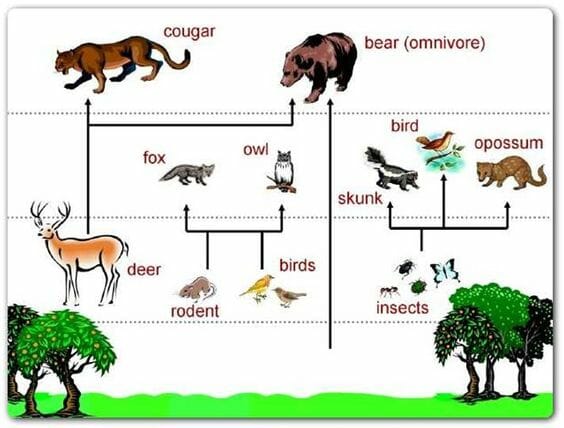 Detail Contoh Rantai Makanan Pada Ekosistem Hutan Nomer 25