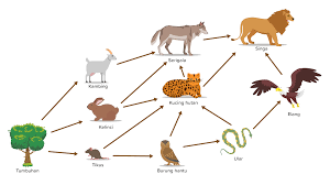 Detail Contoh Rantai Makanan Pada Ekosistem Hutan Nomer 26