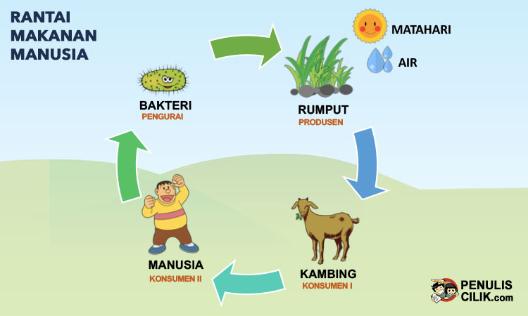 Detail Contoh Rantai Makanan Pada Ekosistem Hutan Nomer 27