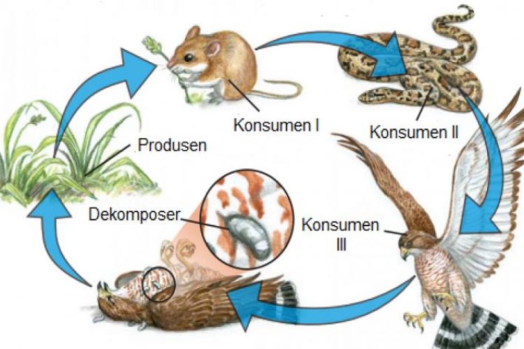 Detail Contoh Rantai Makanan Pada Ekosistem Hutan Nomer 38