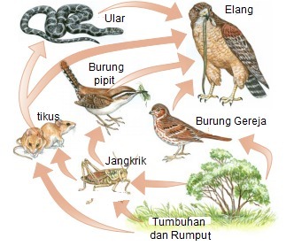 Detail Contoh Rantai Makanan Pada Ekosistem Hutan Nomer 44