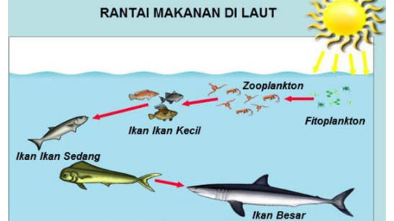 Detail Contoh Rantai Makanan Pada Ekosistem Kebun Nomer 32