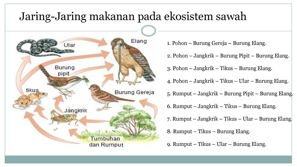 Detail Contoh Rantai Makanan Pada Ekosistem Kebun Nomer 36