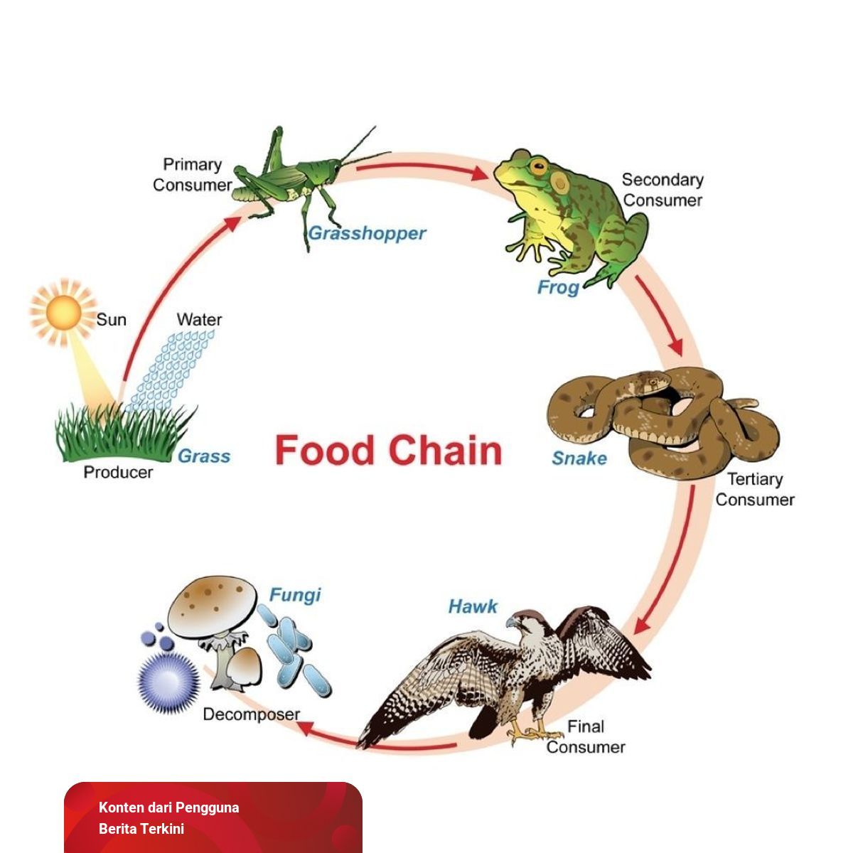 Detail Contoh Rantai Makanan Pada Ekosistem Kebun Nomer 5