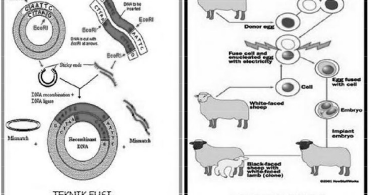 Detail Contoh Rekayasa Genetika Pada Hewan Nomer 27