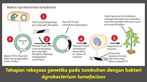 Detail Contoh Rekayasa Genetika Pada Tumbuhan Nomer 11
