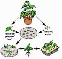 Detail Contoh Rekayasa Genetika Pada Tumbuhan Nomer 5