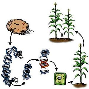 Detail Contoh Rekayasa Genetika Pada Tumbuhan Nomer 8
