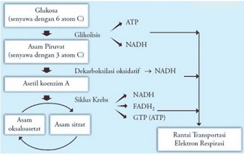 Detail Contoh Respirasi Anaerob Nomer 17