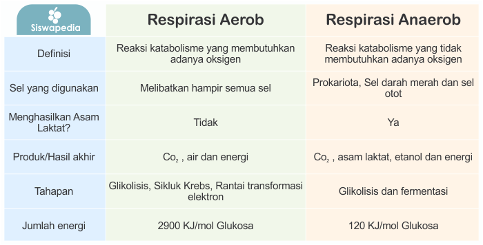 Detail Contoh Respirasi Anaerob Nomer 19