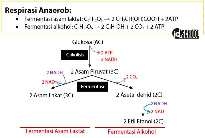 Detail Contoh Respirasi Anaerob Nomer 3