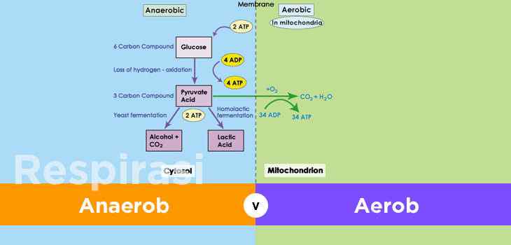 Detail Contoh Respirasi Anaerob Nomer 21