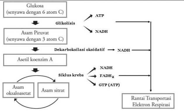 Detail Contoh Respirasi Anaerob Nomer 31