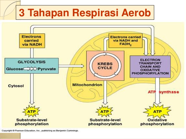 Detail Contoh Respirasi Anaerob Nomer 33