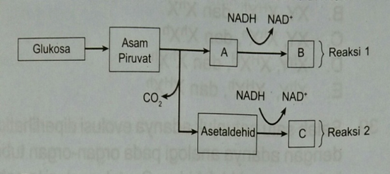 Detail Contoh Respirasi Anaerob Nomer 53