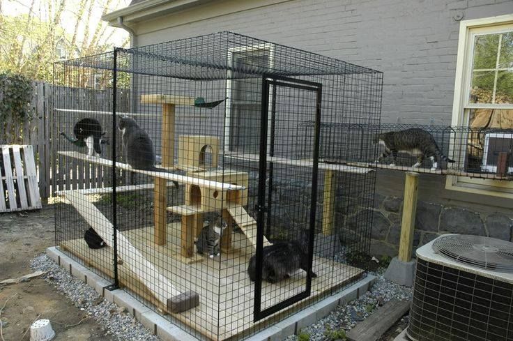 Contoh Rumah Kucing Outdoor - KibrisPDR