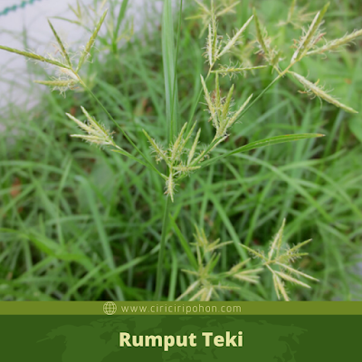 Detail Contoh Rumput Teki Nomer 25