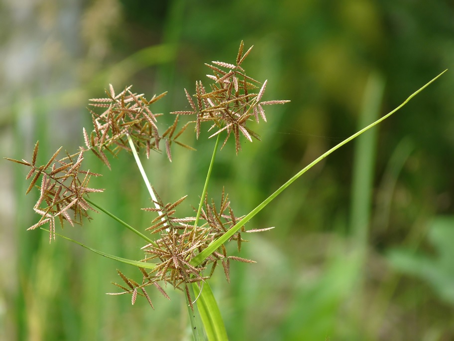 Detail Contoh Rumput Teki Nomer 4