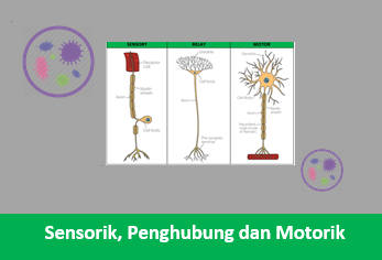 Detail Contoh Saraf Motorik Nomer 18