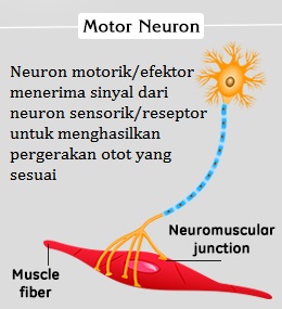 Detail Contoh Saraf Motorik Nomer 23