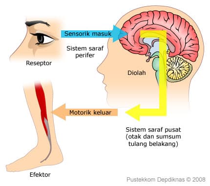 Detail Contoh Saraf Motorik Nomer 28