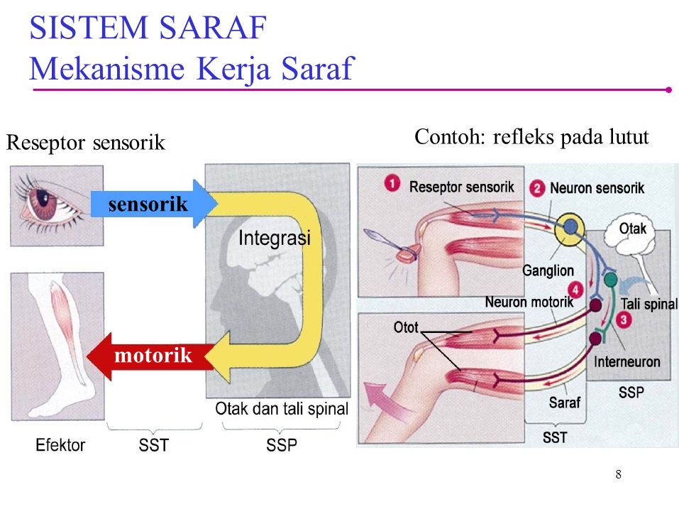 Detail Contoh Saraf Motorik Nomer 31