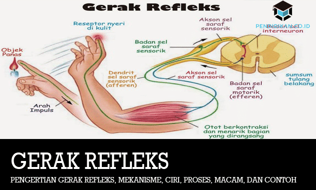 Detail Contoh Saraf Motorik Nomer 35