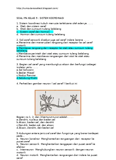 Detail Contoh Saraf Motorik Nomer 39