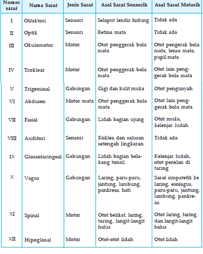 Detail Contoh Saraf Motorik Nomer 43