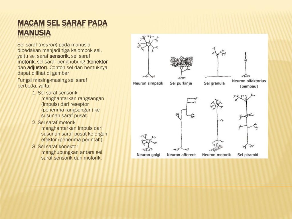 Detail Contoh Saraf Motorik Nomer 45