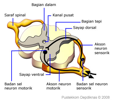 Detail Contoh Saraf Motorik Nomer 50