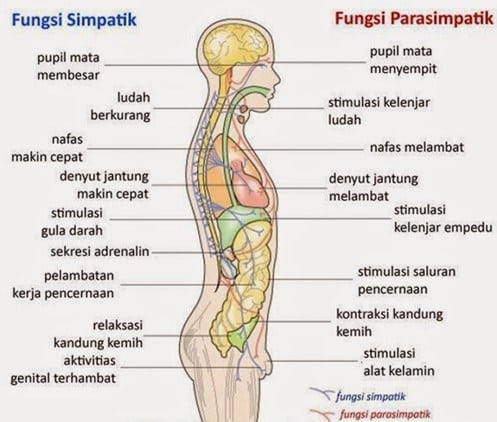 Detail Contoh Saraf Simpatik Nomer 2