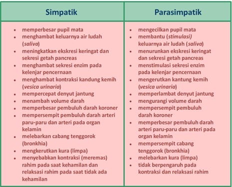 Detail Contoh Saraf Simpatik Nomer 13