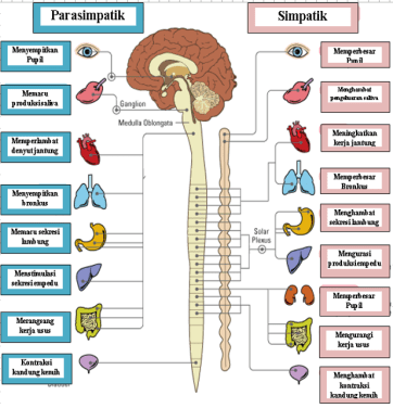Detail Contoh Saraf Simpatik Nomer 17